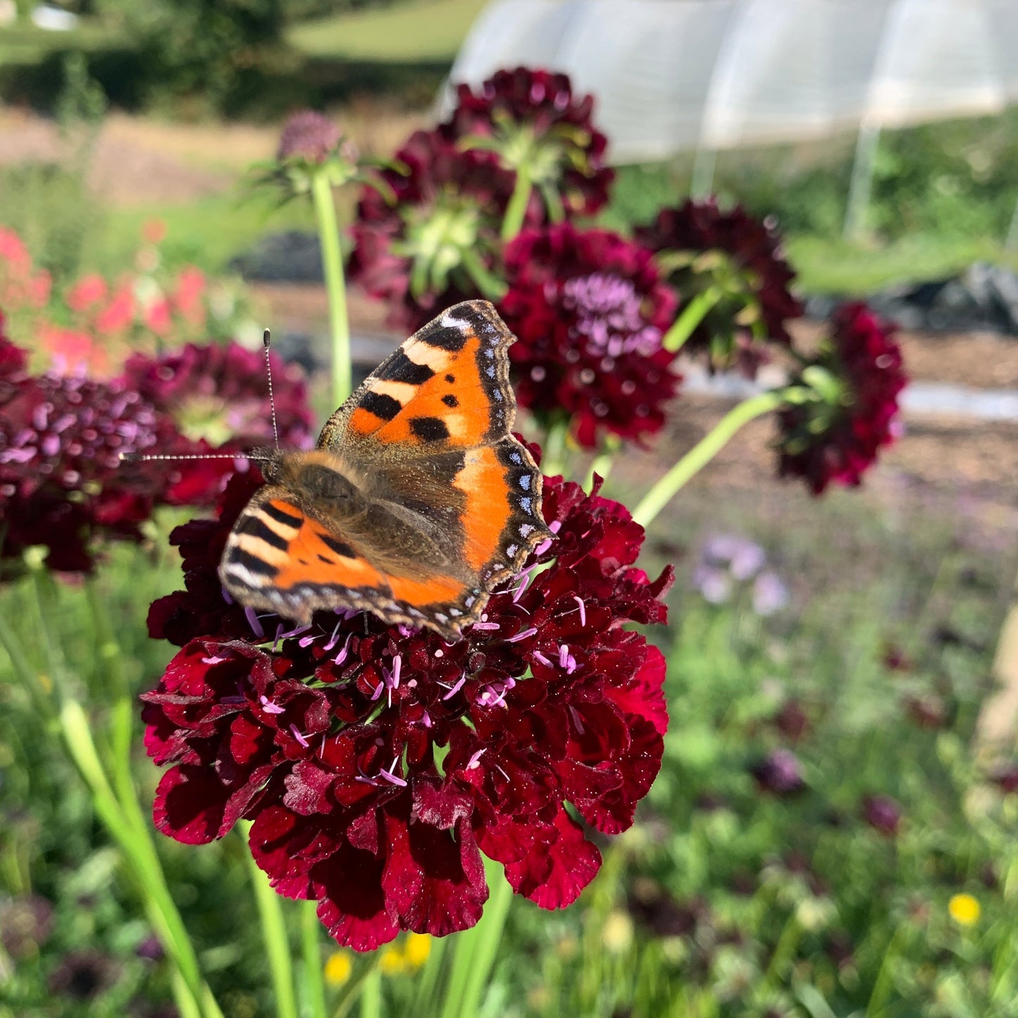 Seed to Vase: An Evening Flower Farm Experience
