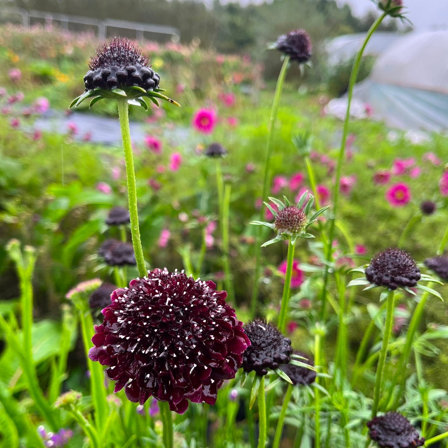 Sow, Grow & Arrange: A Seed to Vase Flower-Farmer Day Experience - 1 October 2026