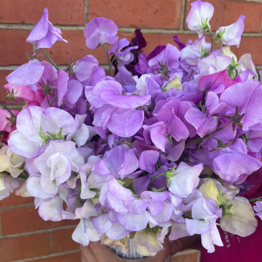 Sweetpea bunch