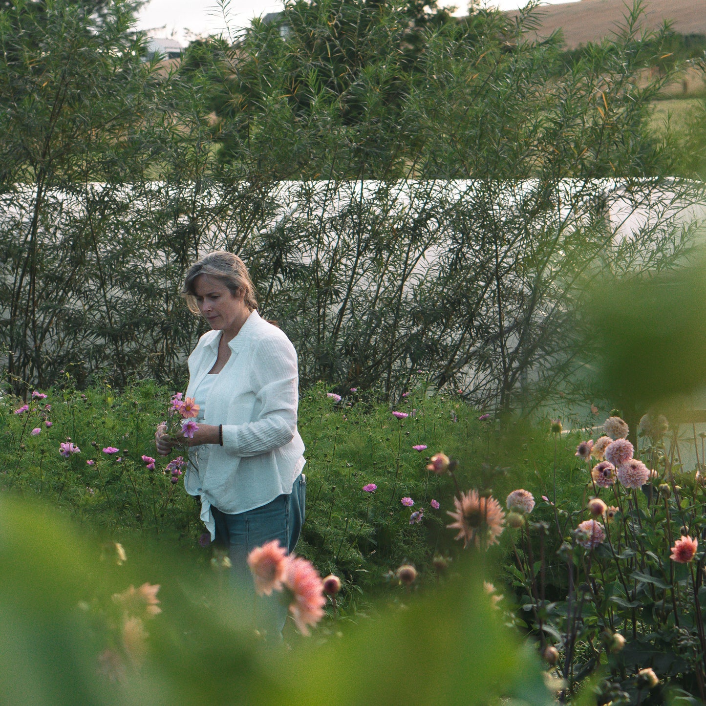 A woman in a white shirt and blue jeans stands in a garden among pink flowers, holding a few flowers, with a greenhouse and trees in the background.