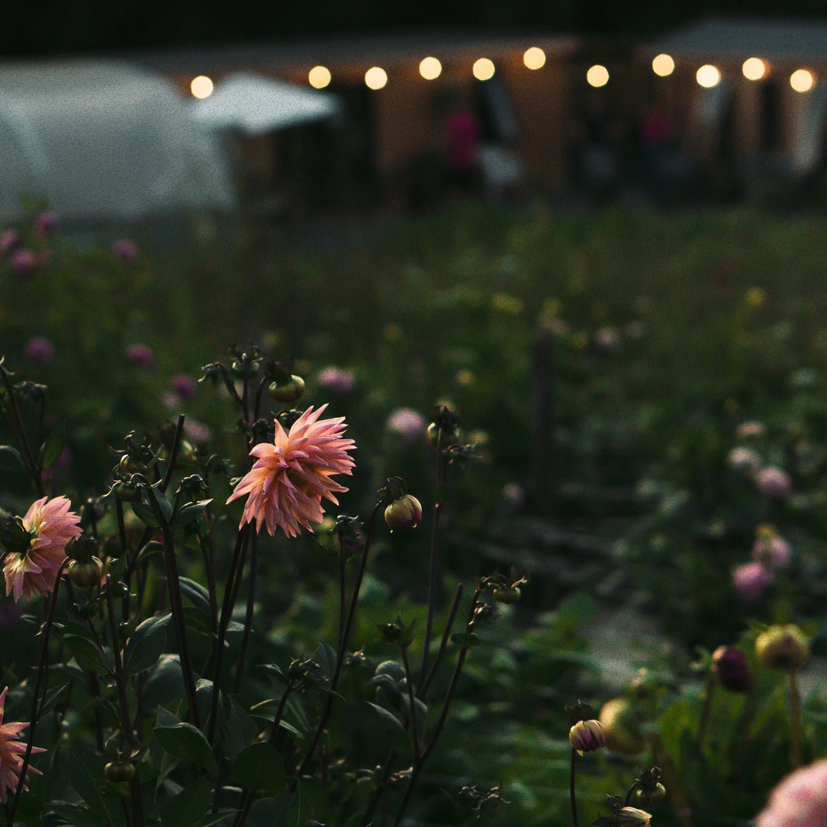 Autumnal Self Care with Community Herbalist Michelle Wooderson - Wednesday 7th October 20266-8pm