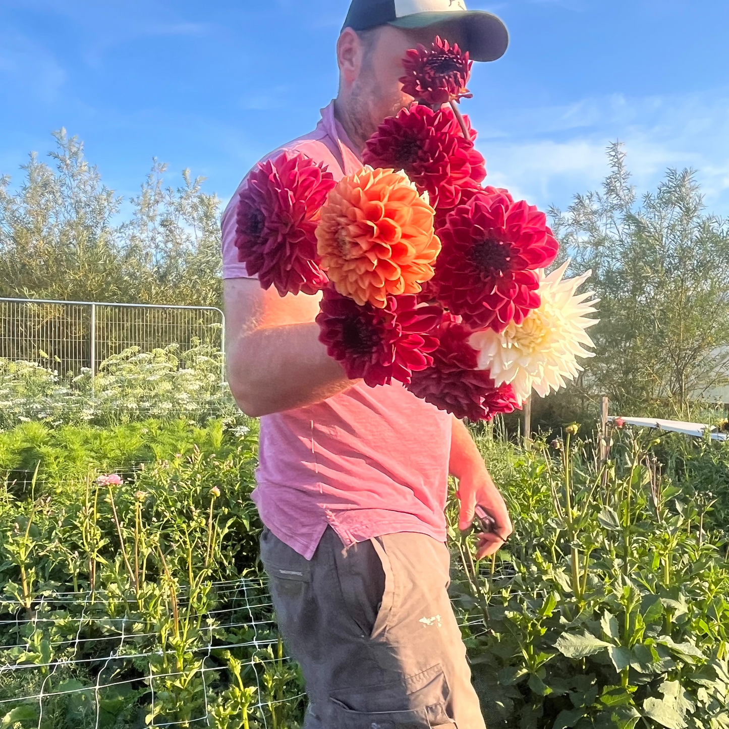A man in a pink t-shirt and gray cargo shorts stands in a sunny flower garden holding a large bouquet of freshly harvested dahlia flowers in shades of red, orange, and white.