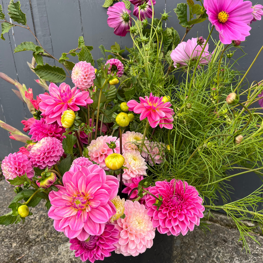 A vibrant flower arrangement featuring bright pink dahlias, cosmos flowers, and green foliage in a black nursery pot, set against a gray wooden fence and concrete ground.