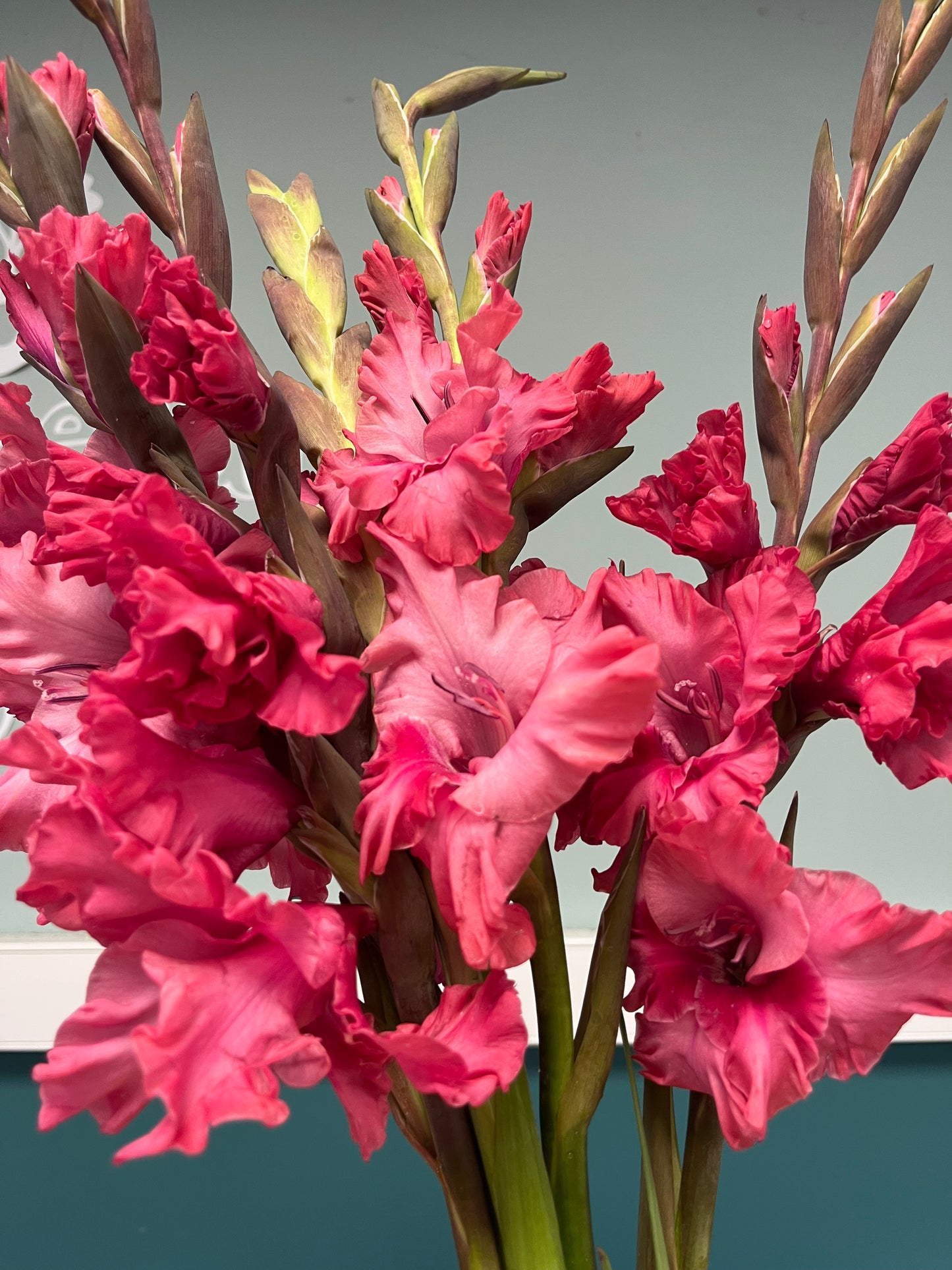 Gladioli Bunch