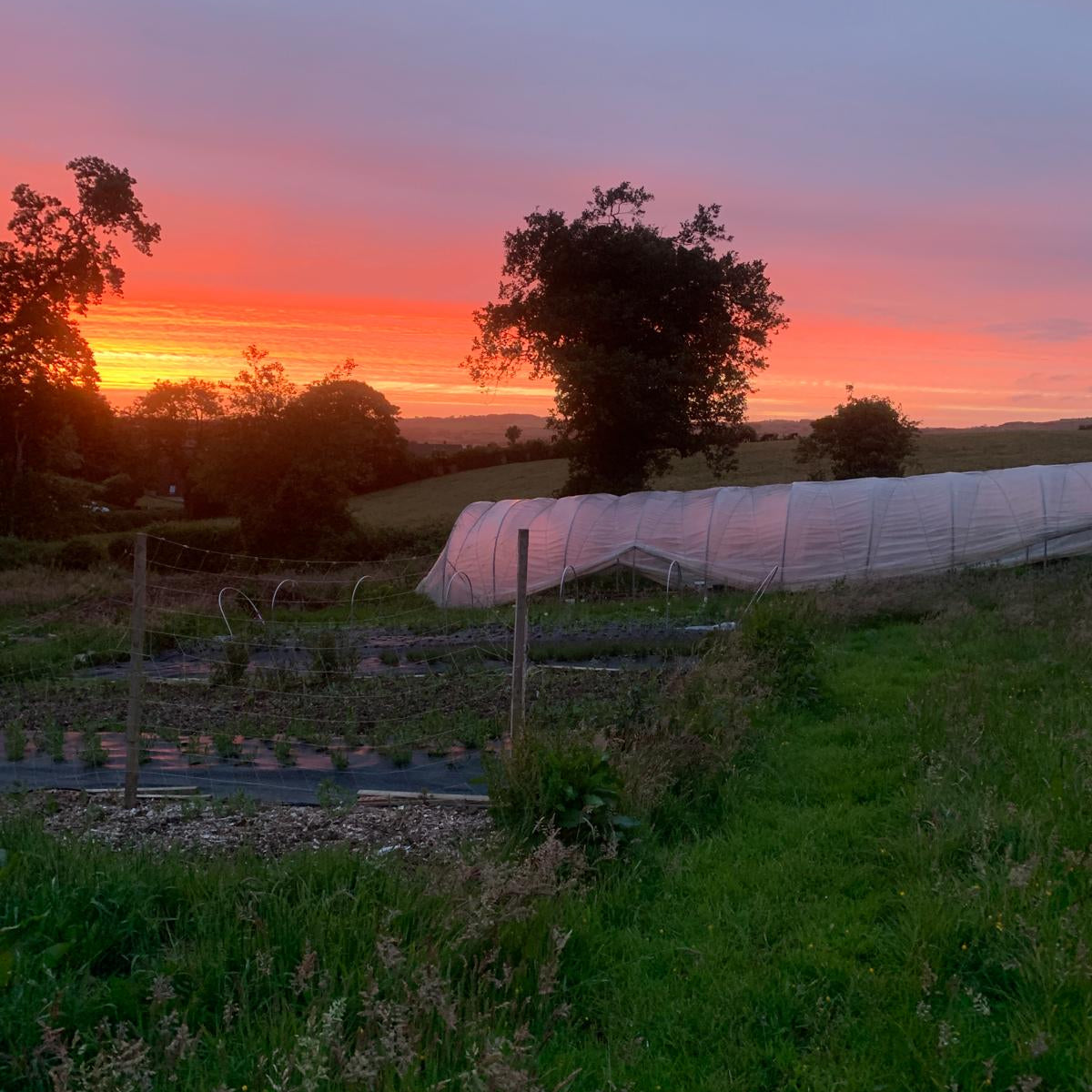 A rural outdoor scene at sunset with a bright orange and pink sky, silhouetted trees, a greenhouse covered in white plastic, and a grassy field in the foreground.