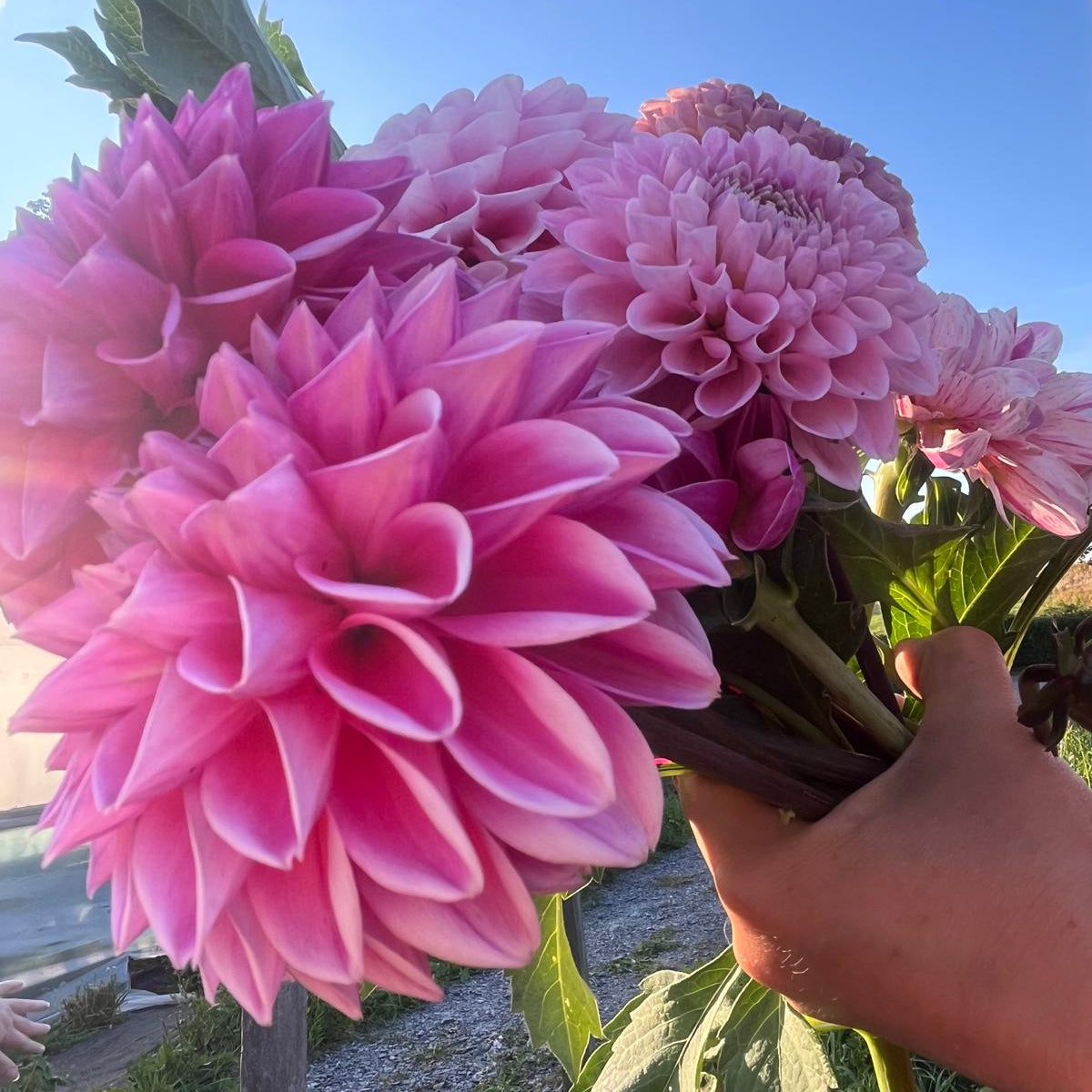 A hand holding a bouquet of blooming pink dahlia flowers outdoors under a blue sky, with garden ground and fencing visible in the background.